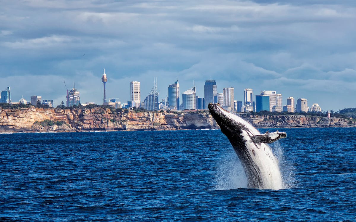 sydney whale watching cruise-7 sydney whale watching cruise-7