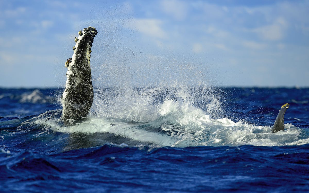 sydney whale watching cruise with breakfast or buffet lunch-6 sydney whale watching cruise with breakfast or buffet lunch-6