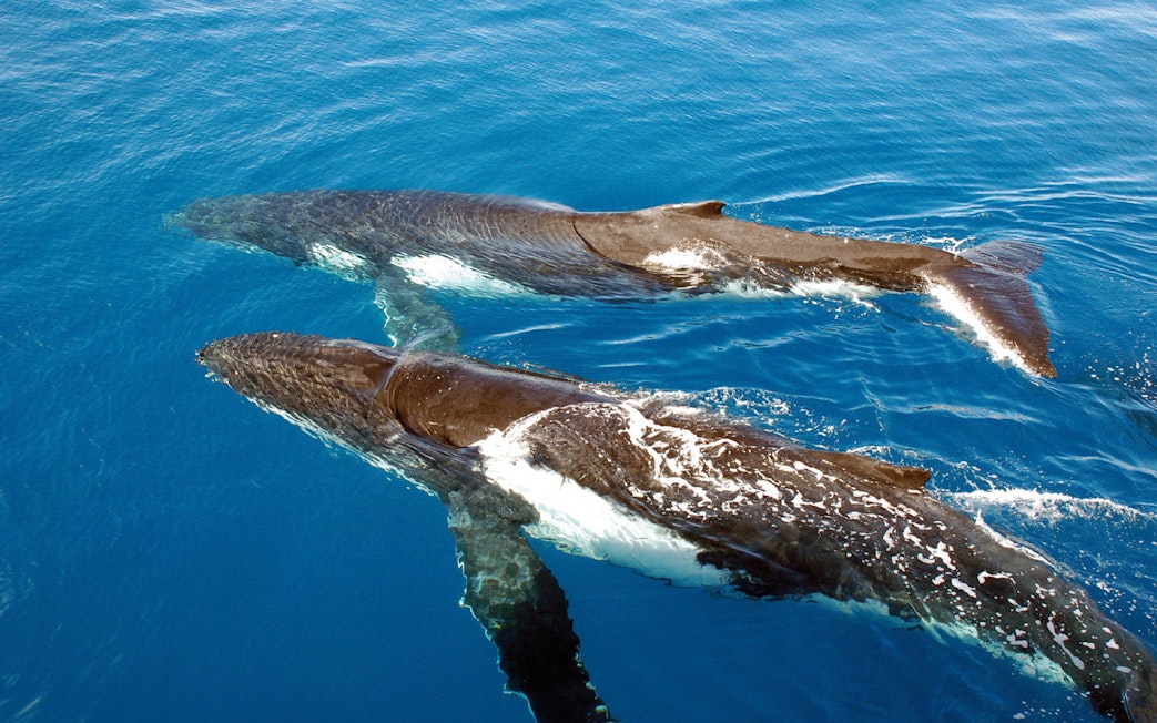 Two whales swimming in the ocean during a Sydney whale watching cruise.