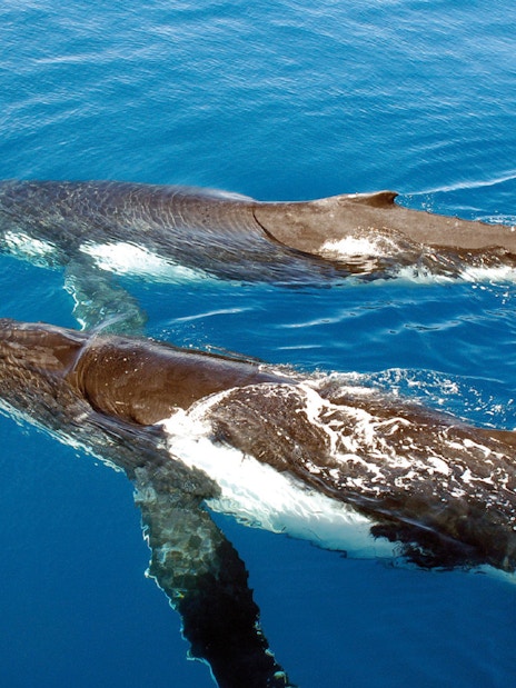 Two whales swimming in the ocean during a Sydney whale watching cruise.