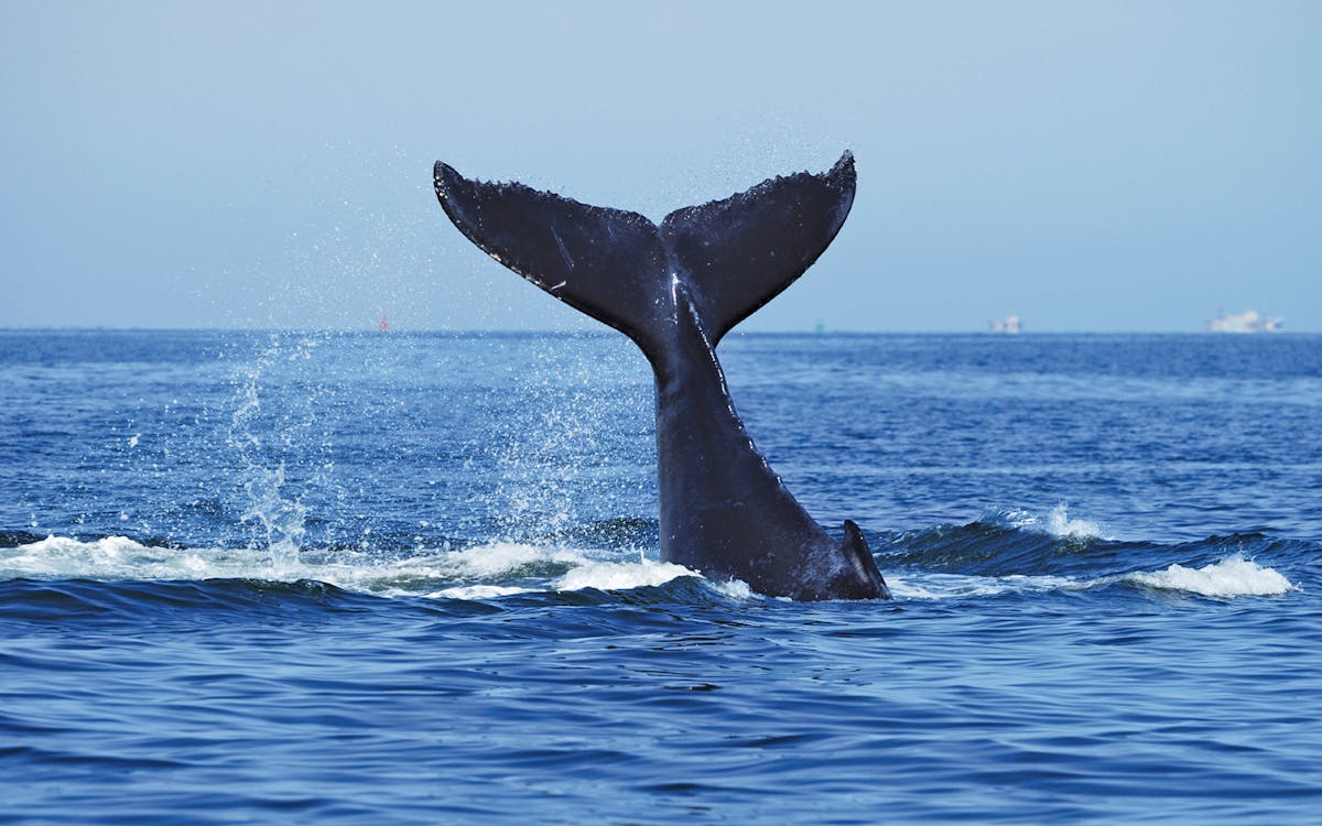 sydney whale watching cruise with breakfast or buffet lunch-1 sydney whale watching cruise with breakfast or buffet lunch-1