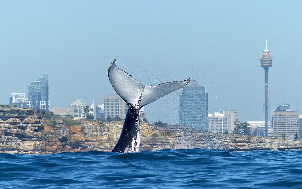 Whale tail breaching near Sydney skyline during a whale watching cruise.