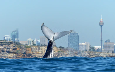 Whale tail breaching near Sydney skyline during a whale watching cruise.
