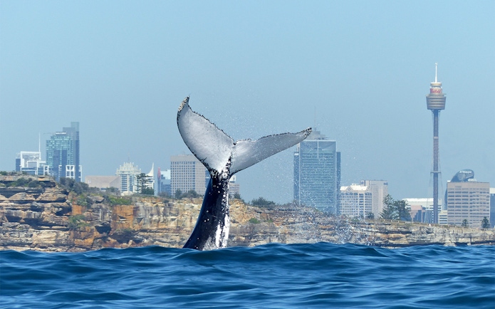 Whale tail breaching near Sydney skyline during a whale watching cruise.