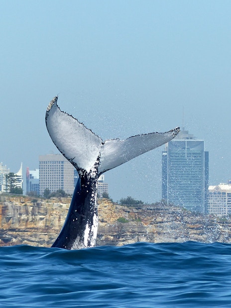 Whale tail breaching near Sydney skyline during a whale watching cruise.