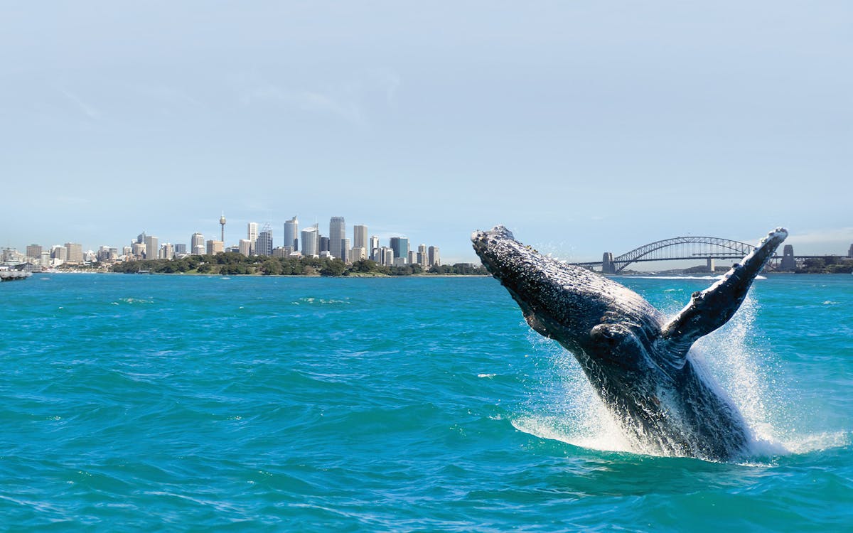 sydney whale watching cruise with breakfast or buffet lunch-5 sydney whale watching cruise with breakfast or buffet lunch-5