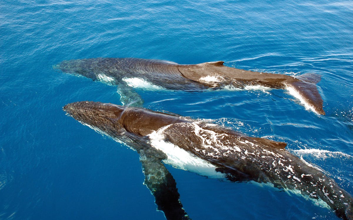 luxury whale watching experience-4 luxury whale watching experience-4