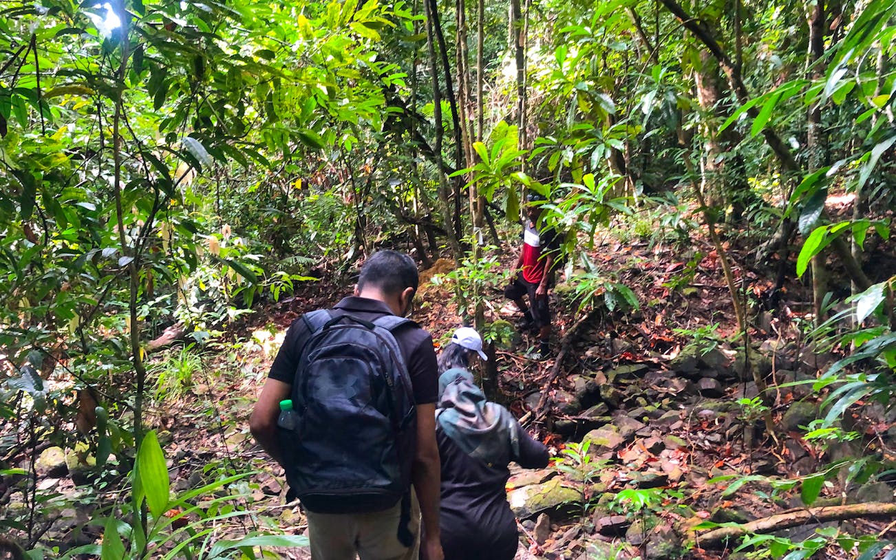 Group trekking through Langkawi rainforest jungle trail.