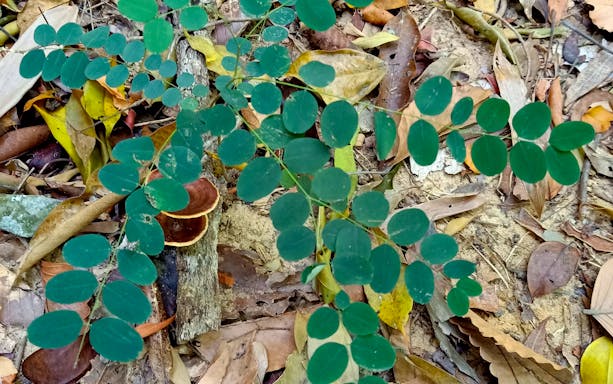 Langkawi rainforest foliage and mushrooms on jungle trekking path.