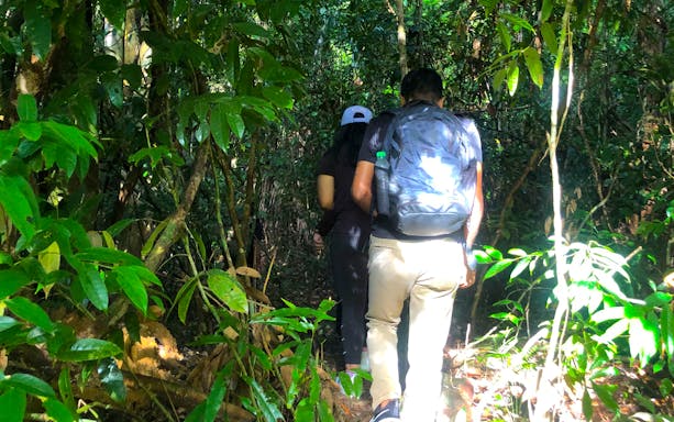 People trekking through dense Langkawi rainforest jungle.
