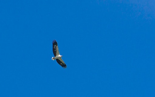 Eagle soaring in clear sky during Langkawi UNESCO Geopark Mangrove Discovery Tour.