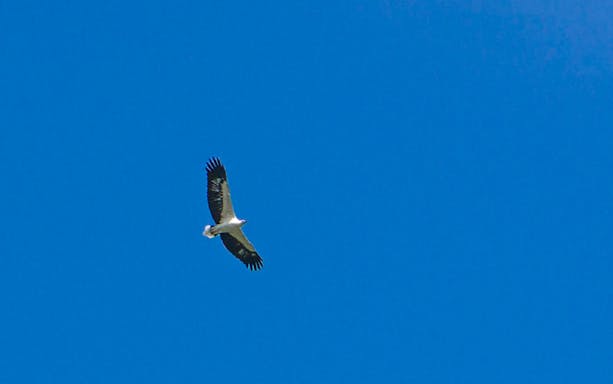 Eagle soaring in clear sky during Langkawi UNESCO Geopark Mangrove Discovery Tour.