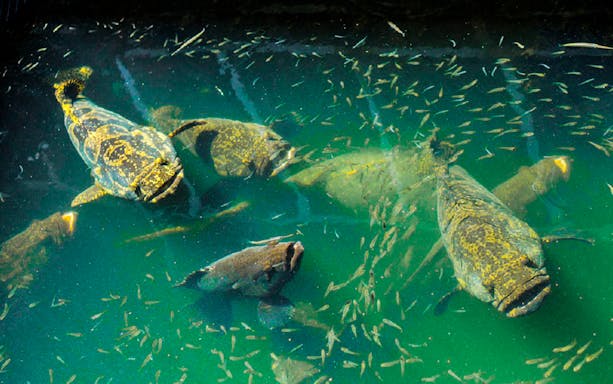 Large fish swimming in Langkawi UNESCO Geopark mangrove waters.