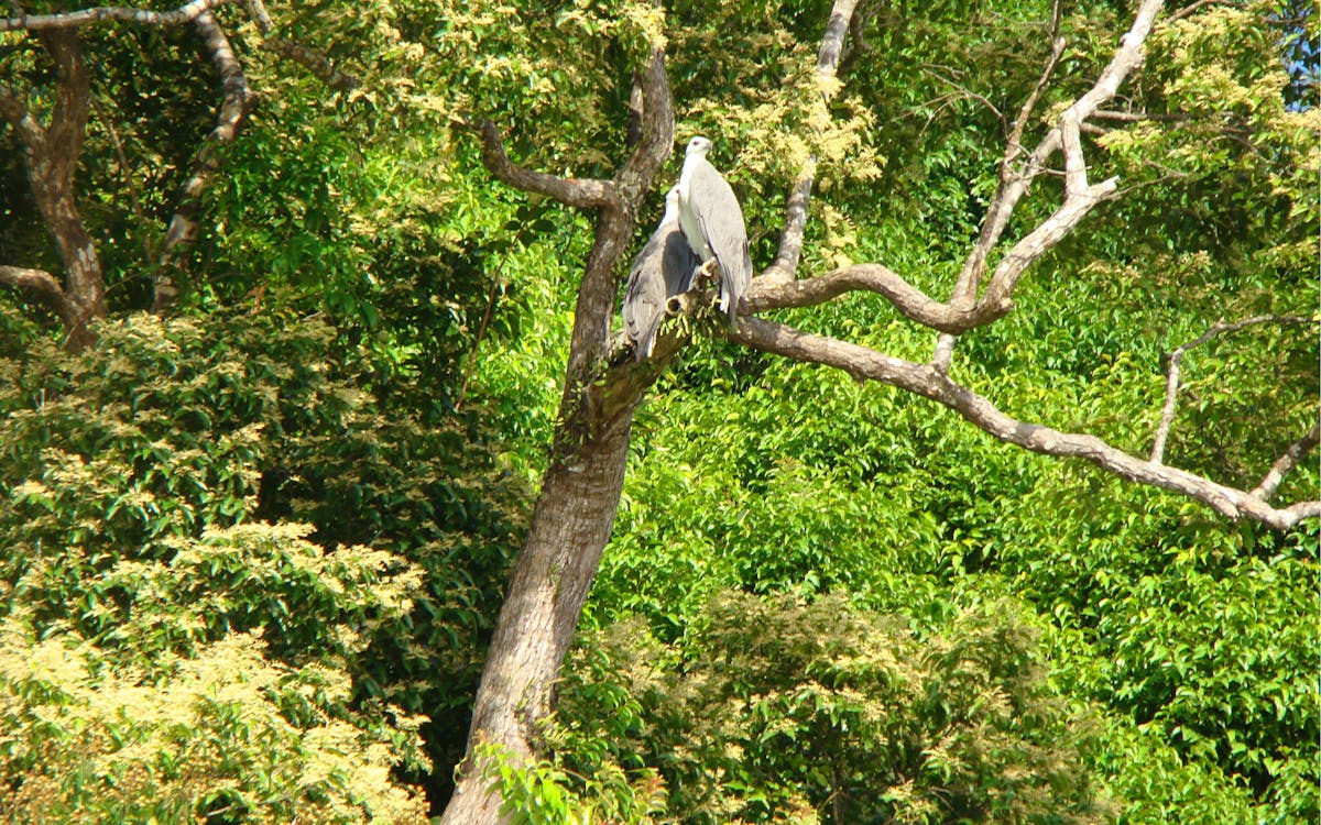 langkawi mangrove discovery adventure tour by cruise-3 langkawi mangrove discovery adventure tour by cruise-3