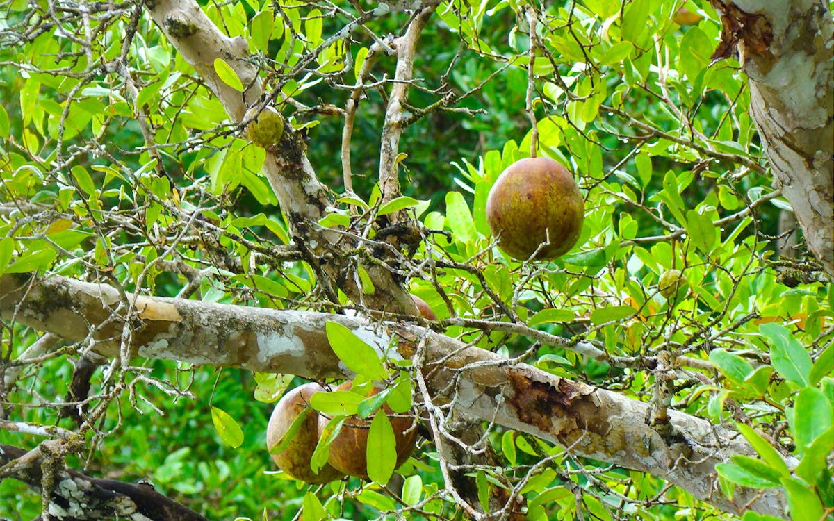 langkawi mangrove discovery adventure tour by cruise-14 langkawi mangrove discovery adventure tour by cruise-14