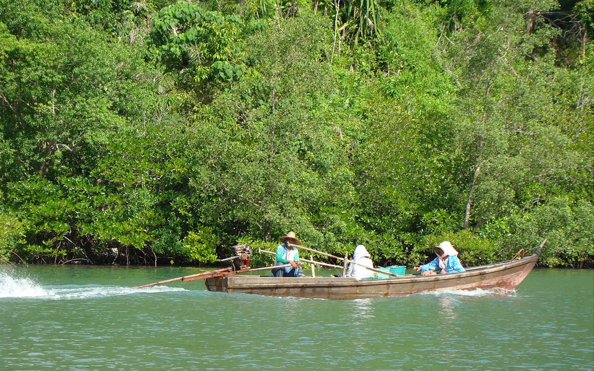 langkawi mangrove discovery adventure tour by cruise-6 langkawi mangrove discovery adventure tour by cruise-6