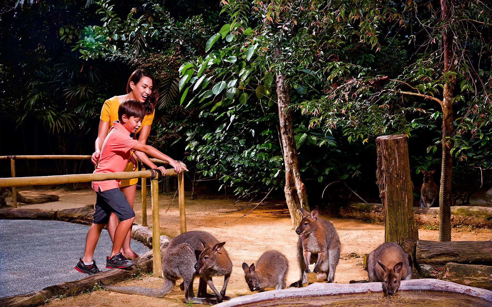 Visitors observing wallabies at Singapore Night Safari.