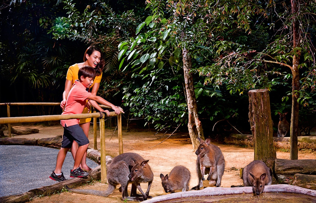 Mandai Wildlife Reserve - Night Safari