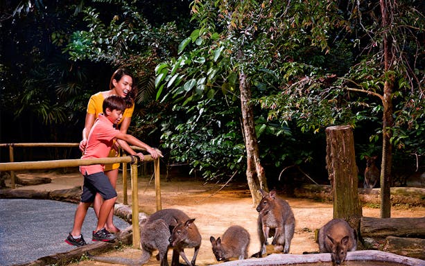 Visitors observing wallabies at Singapore Night Safari.