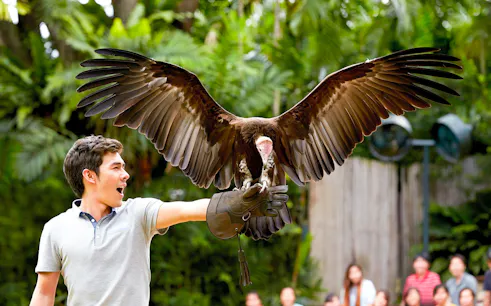 Man holding a bird of prey at Jurong Bird Park, Singapore.