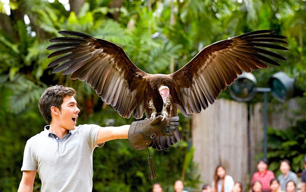 Man holding a bird of prey at Jurong Bird Park, Singapore.
