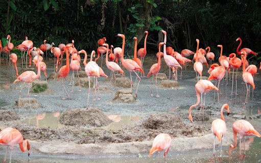 Flamingos in a wetland area at Jurong Bird Park, Singapore.