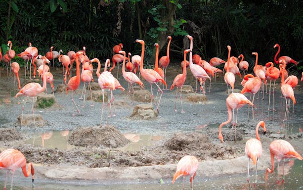 Flamingos in a wetland area at Jurong Bird Park, Singapore.