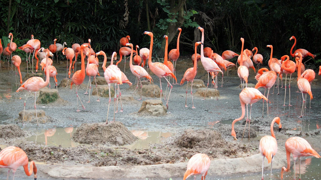 Flamingoes in the habitat at Bird Paradise, Singapore