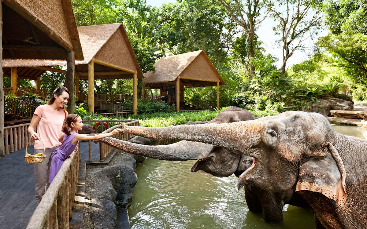 2-in-1 park hopper: singapore zoo + jurong bird park-2 2-in-1 park hopper: singapore zoo + jurong bird park-2
