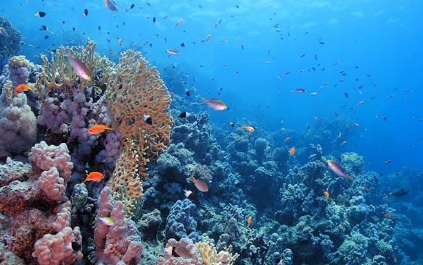 Coral reef with colorful fish in the Gulf of Catania during a scuba diving tour.