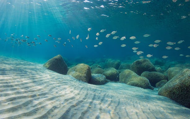 School of fish swimming over rocky seabed in Gulf of Catania.