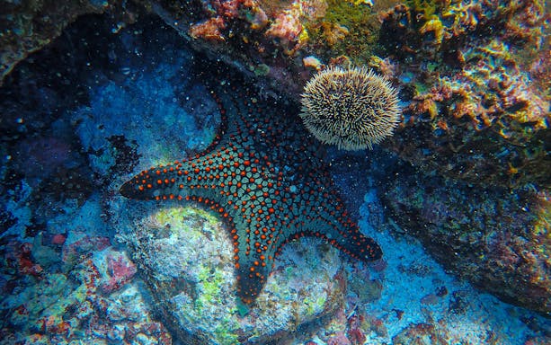 Starfish and sea urchin on coral reef during scuba diving at the Gulf of Catania.