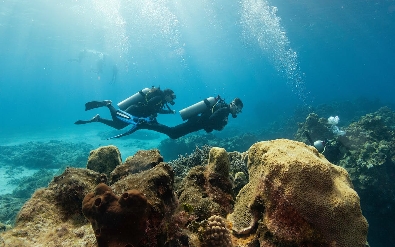 Scuba divers exploring coral reefs in the Gulf of Catania.