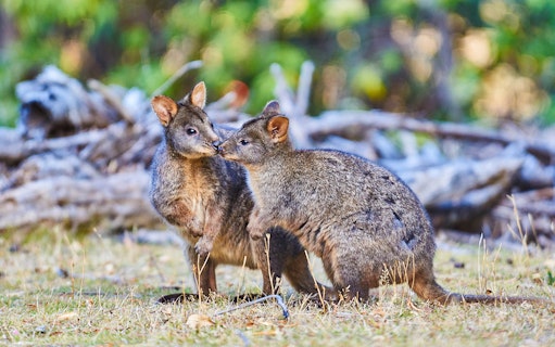 Two wallabies interacting in a natural setting during the Walk with Wildlife Guided Tour at Wildlife Wonders.