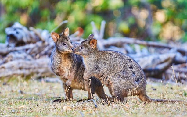 Two wallabies interacting in a natural setting during the Walk with Wildlife Guided Tour at Wildlife Wonders.