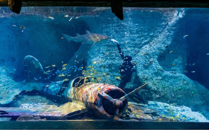 Diver feeding shark near sunken plane at National Aquarium Abu Dhabi.