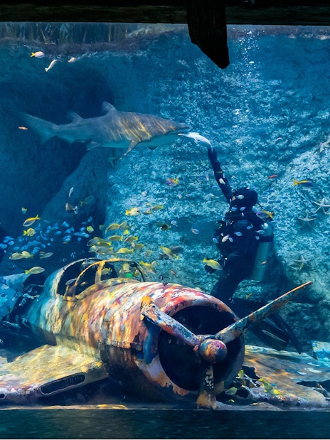 Diver feeding shark near sunken plane at National Aquarium Abu Dhabi.