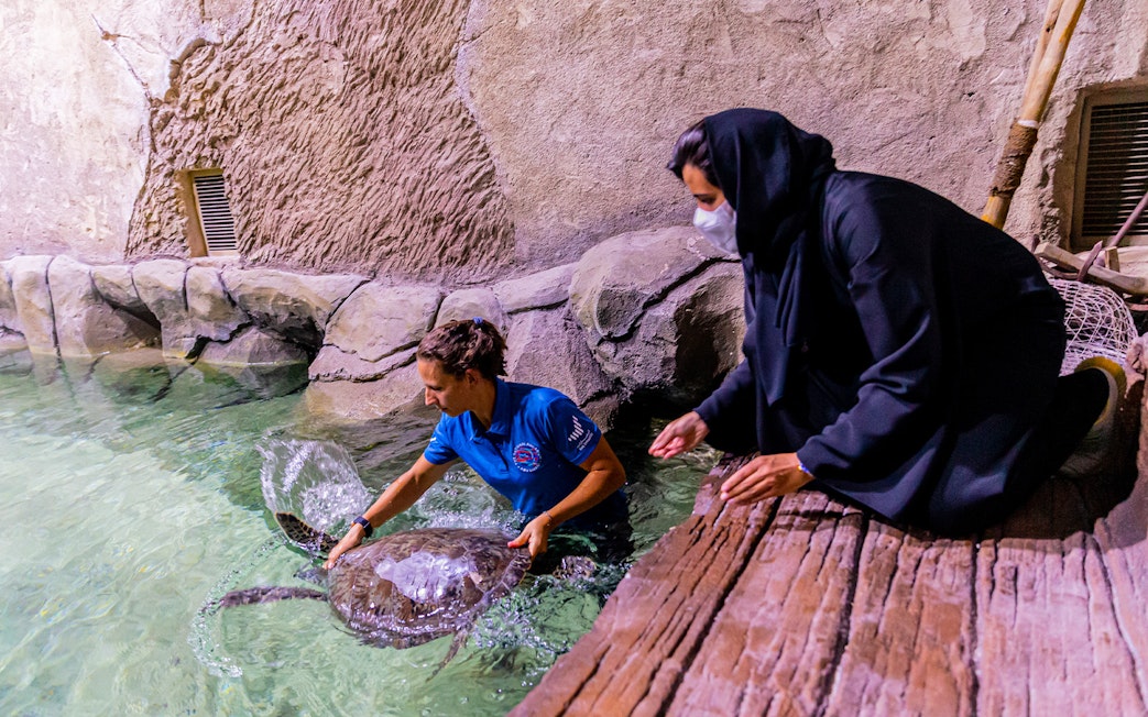 Caretaker interacting with a sea turtle at National Aquarium Abu Dhabi.