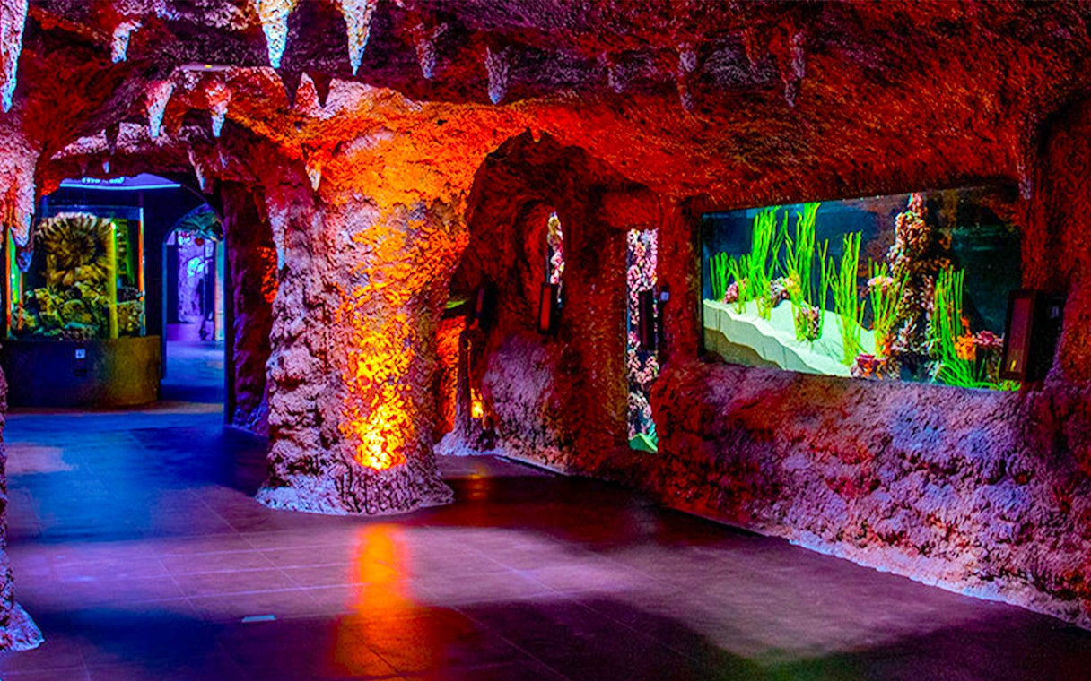 Rocky tunnel with vibrant aquarium displays at National Aquarium Abu Dhabi.