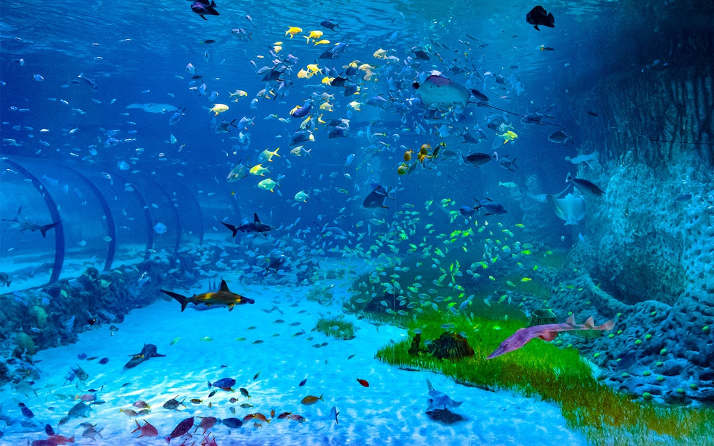 Aquatic tunnel with diverse fish at National Aquarium Abu Dhabi.