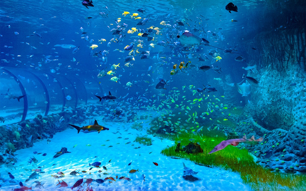 Aquatic tunnel with diverse fish at National Aquarium Abu Dhabi.