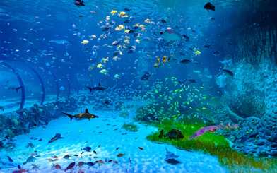 Aquatic tunnel with diverse fish at National Aquarium Abu Dhabi.