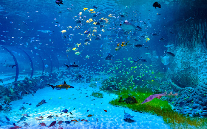 Aquatic tunnel with diverse fish at National Aquarium Abu Dhabi.