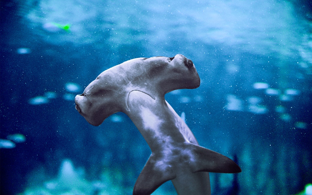 Hammerhead shark swimming at National Aquarium Abu Dhabi.