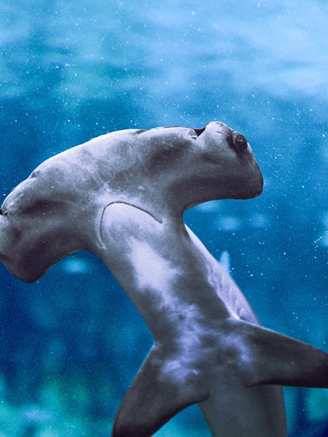 Hammerhead shark swimming at National Aquarium Abu Dhabi.
