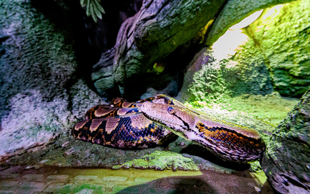 Python in a rocky habitat at National Aquarium Abu Dhabi.
