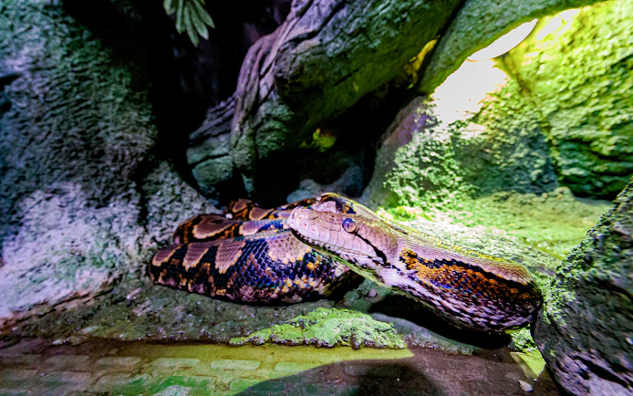 Python in a rocky habitat at National Aquarium Abu Dhabi.