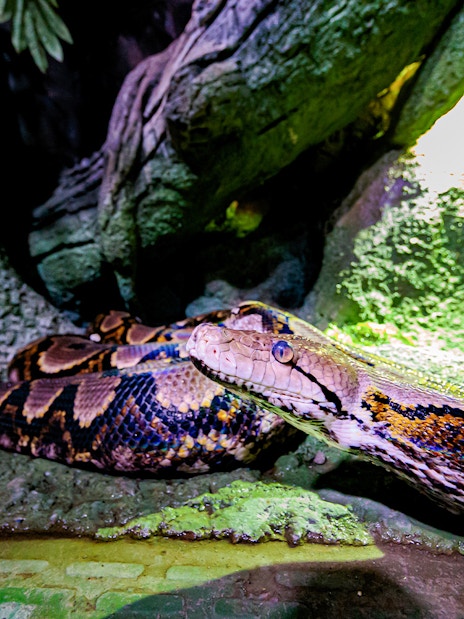 Python in a rocky habitat at National Aquarium Abu Dhabi.