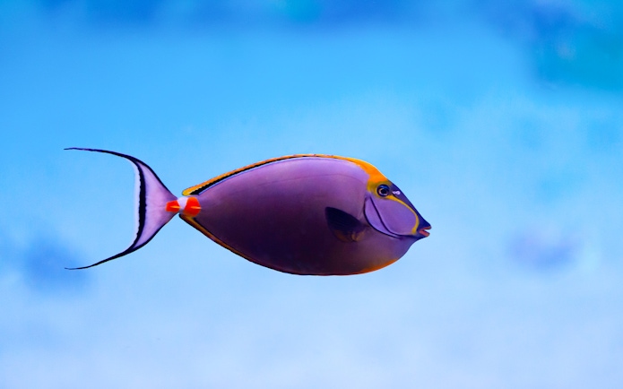 Colorful fish swimming in the National Aquarium Abu Dhabi.