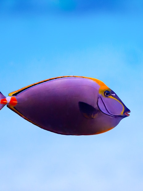 Colorful fish swimming in the National Aquarium Abu Dhabi.